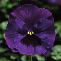 Pansy Delta Premium Neon Violet F1 Seed