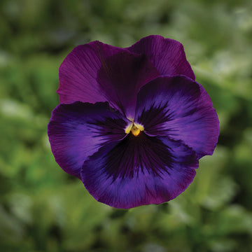 Pansy Delta Premium Neon Violet F1 Seed