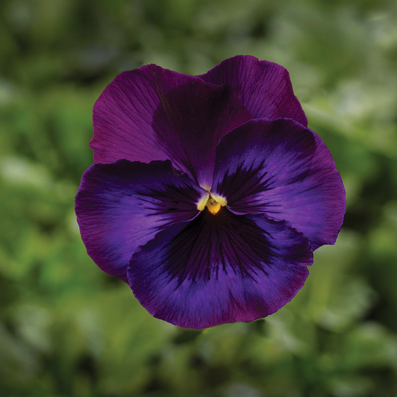 Pansy Delta Premium Neon Violet F1 Seed