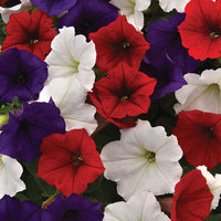 Petunia Easy Wave Flag Mix F1 Seed