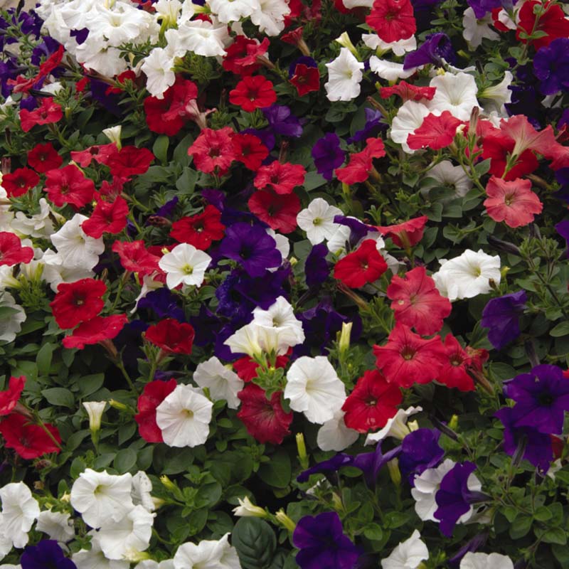 Petunia Easy Wave Flag Mix F1 Seed