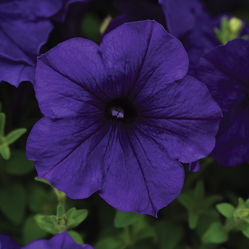 Petunia Easy Wave Flag Mix F1 Seed