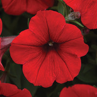 Petunia Easy Wave Flag Mix F1 Seed