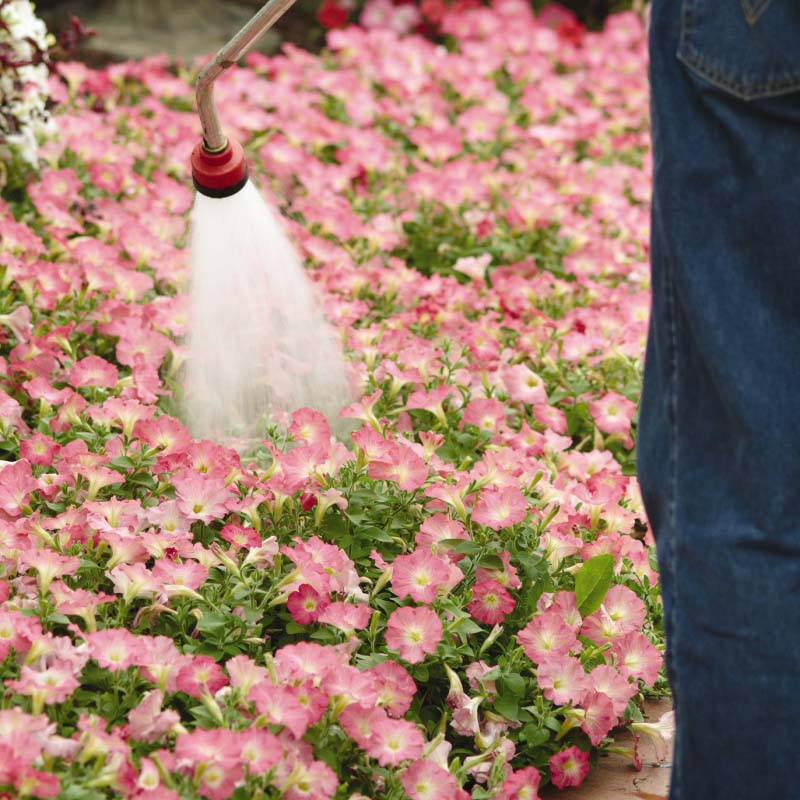 Petunia Easy Wave Rosy Dawn F1 Seed