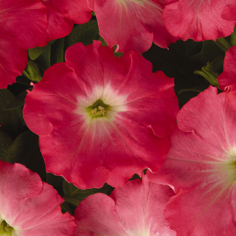 Petunia Easy Wave Rosy Dawn F1 Seed