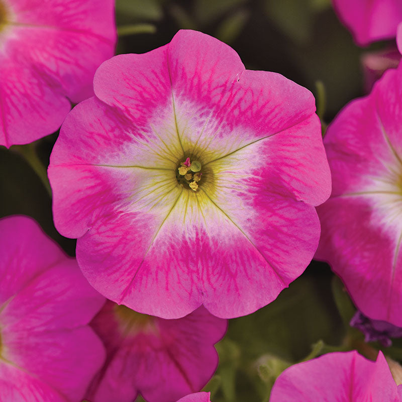 Petunia Easy Wave Rosy Dawn F1 Seed