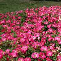 Petunia Easy Wave Rosy Dawn F1 Seed