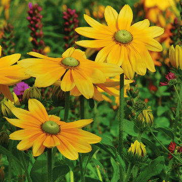 Rudbeckia Irish Spring Seed