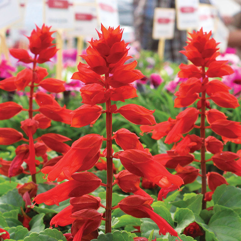 Salvia Reddy Bright Red Seed