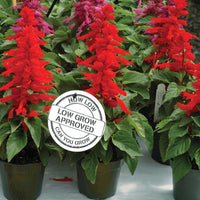 Salvia Reddy Bright Red Seed