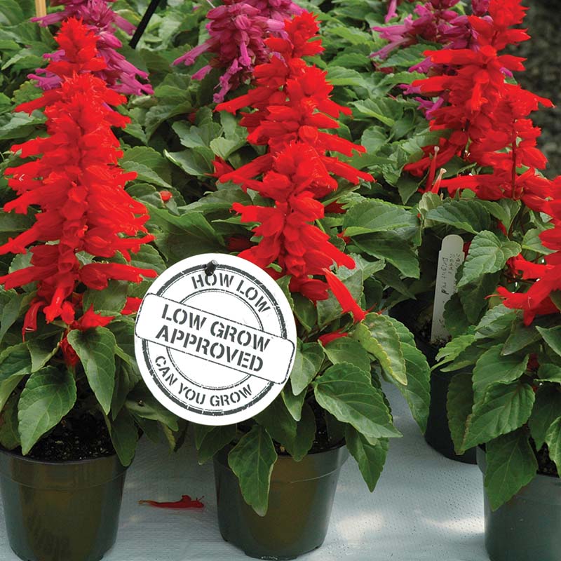 Salvia Reddy Bright Red Seed