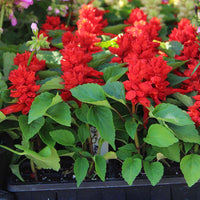 Salvia Reddy Bright Red Seed