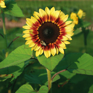 Sunflower ProCut Red and Lemon Bicolor F1 Seed