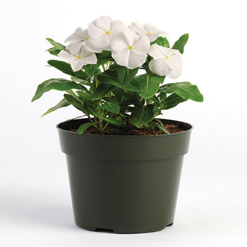 Vinca Pacifica XP Pure White Seed