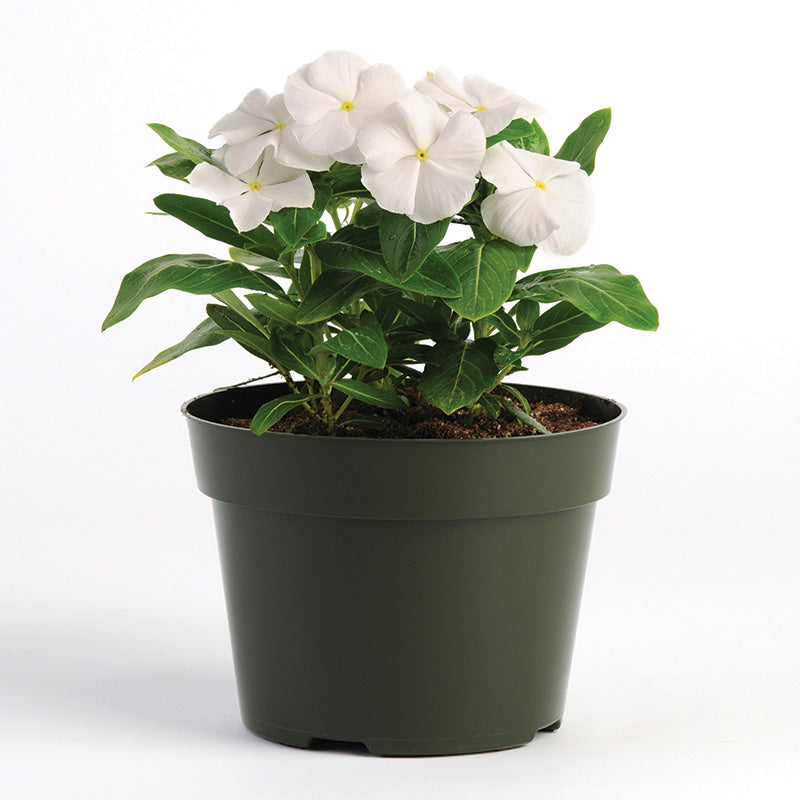 Vinca Pacifica XP Pure White Seed