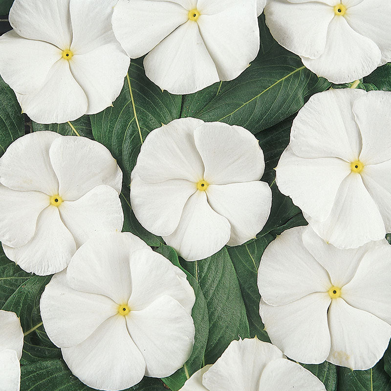 Vinca Pacifica XP Pure White Seed