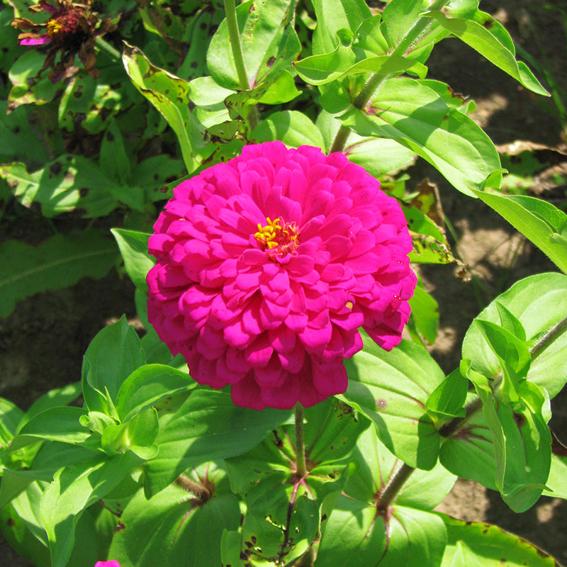 Zinnia Uproar Rose F1 Seed