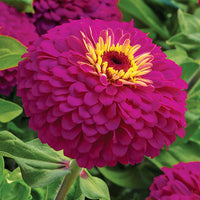 Zinnia Uproar Rose F1 Seed