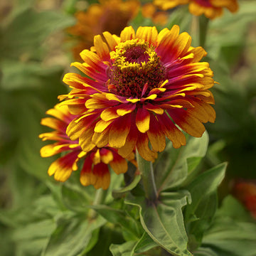 Zinnia Zowie Yellow Flame F1 Seed