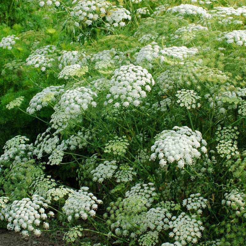 Ammi Green Mist Seed