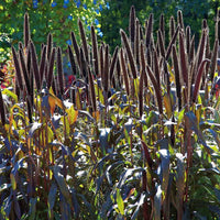 Ornamental Millet Jester F1 Seed