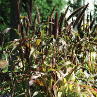 Ornamental Millet Jester F1 Seed