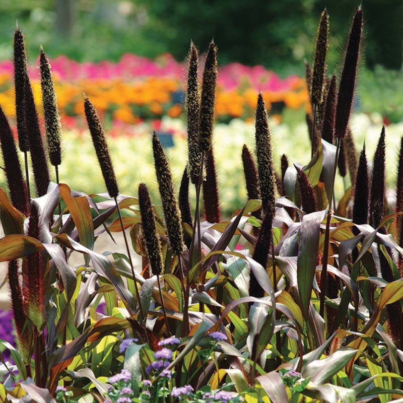 Ornamental Millet Jester F1 Seed