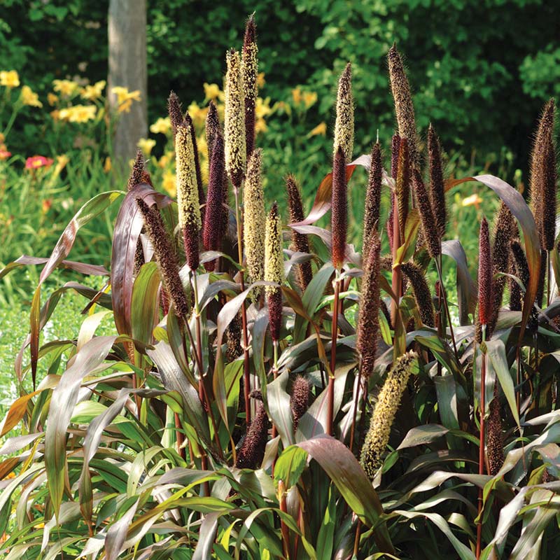 Ornamental Millet Jester F1 Seed