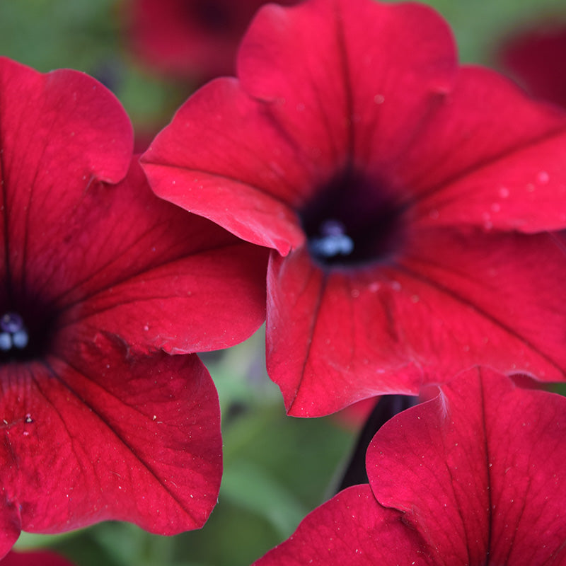 Petunia Tidal Wave F1 Collection Seed