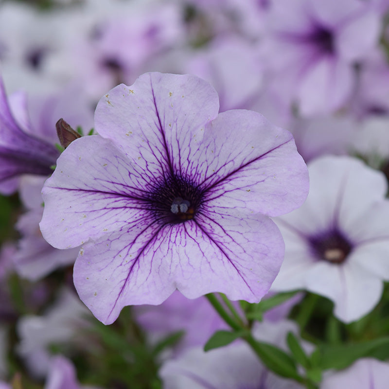 Petunia Tidal Wave F1 Collection Seed