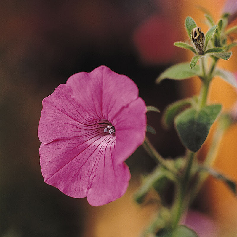 Petunia Tidal Wave F1 Collection Seed