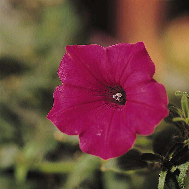 Petunia Tidal Wave F1 Collection Seed