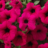 Petunia Tidal Wave F1 Collection Seed