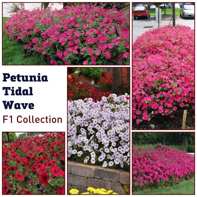 Petunia Tidal Wave F1 Collection Seed