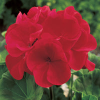 Geranium Maverick Collection F1 Seed