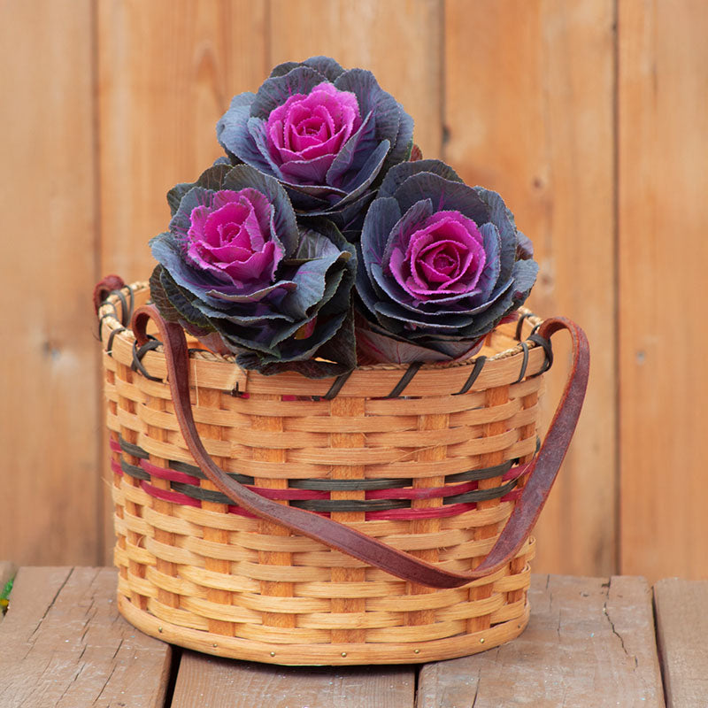 Ornamental Kale Crane Red F1 Seed