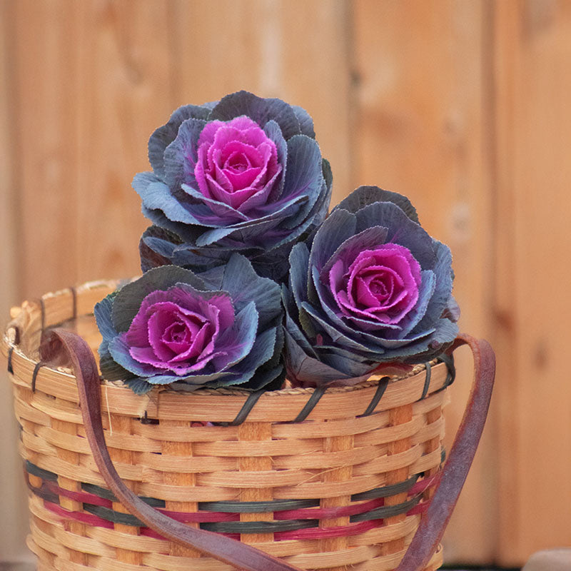 Ornamental Kale Crane Red F1 Seed