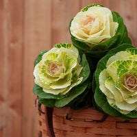 Ornamental Kale Crane White F1 Seed