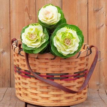 Ornamental Kale Crane White F1 Seed