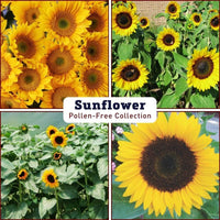 Sunflower Pollen-Free Collection Seed