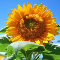 Sunflower Pollen-Free Collection Seed