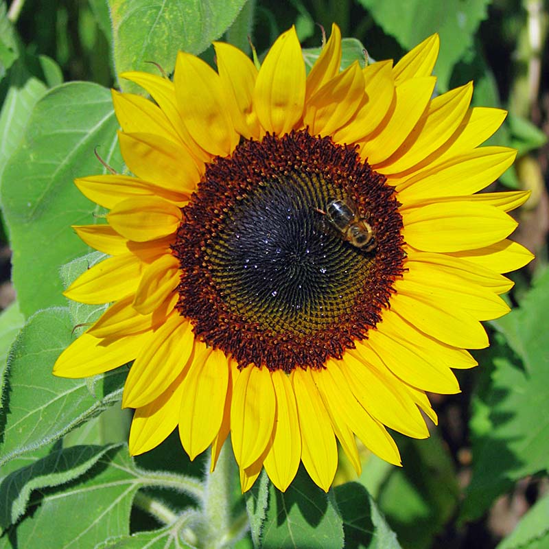 Sunflower Pollen-Free Collection Seed