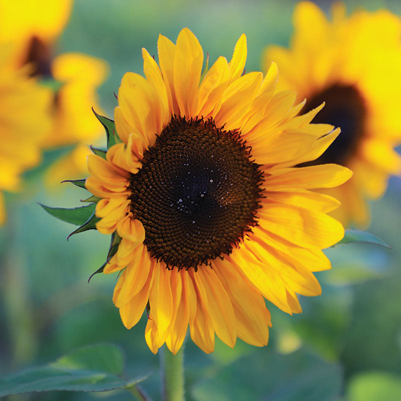 Sunflower Pollen-Free Collection Seed