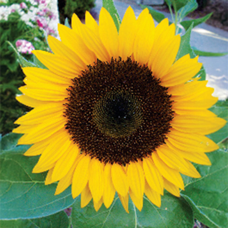 Sunflower Pollen-Free Collection Seed