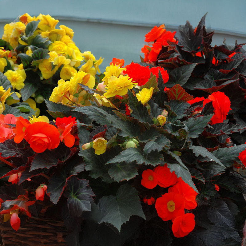 Begonia Nonstop Mocca Mix F1 Seed