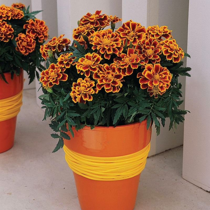 Marigold Durango Flame Seed