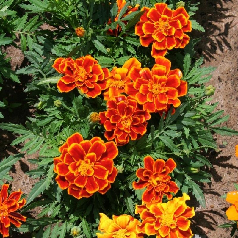 Marigold Durango Flame Seed