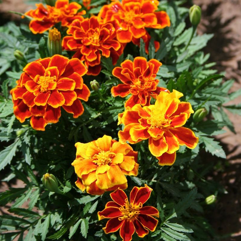 Marigold Durango Flame Seed