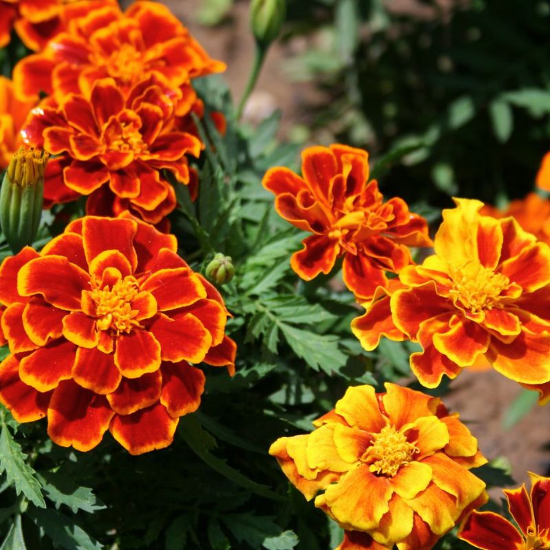 Marigold Durango Flame Seed