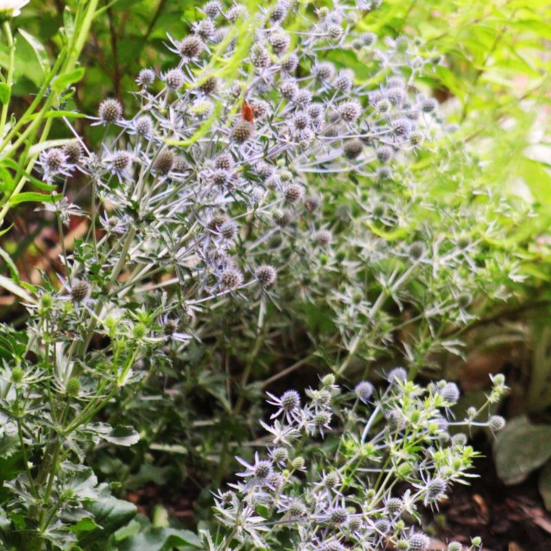 Eryngium Blue Glitter Seed